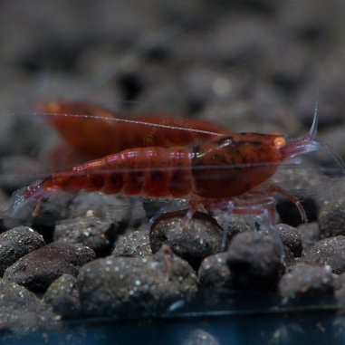 Red Devil Shrimp