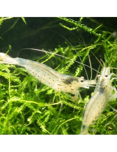 Amano Shrimp (5-6cm) large