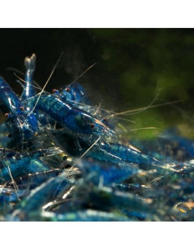 Blue Velvet Shrimp - High Grade