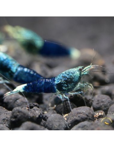 Ocean Blue Shrimp