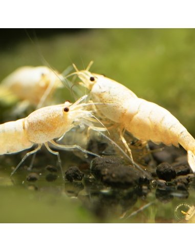 Crystal White Shrimp