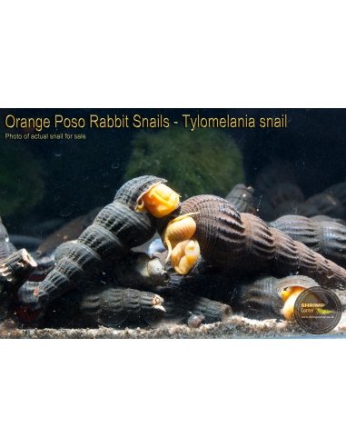 Bright Orange Poso Rabbit Snail