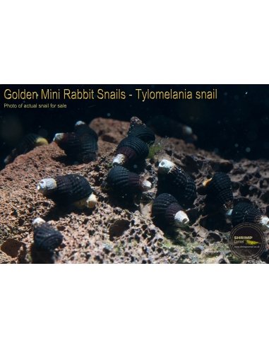 Mini Yellow/ Orange - Poso Rabbit Snail