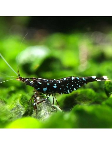 Black Galaxy - Sulawesi Shrimp