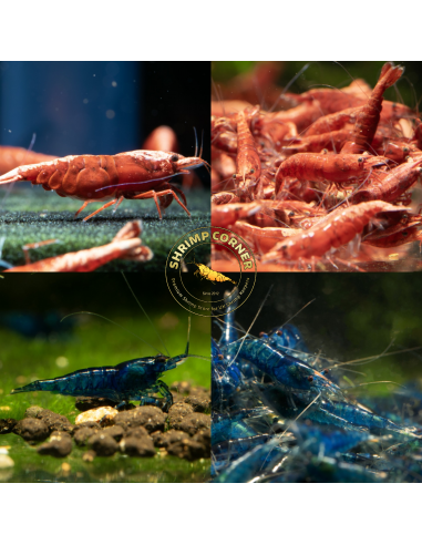 Red and Blue Cherry Shrimp Bundle (5 of each colour)