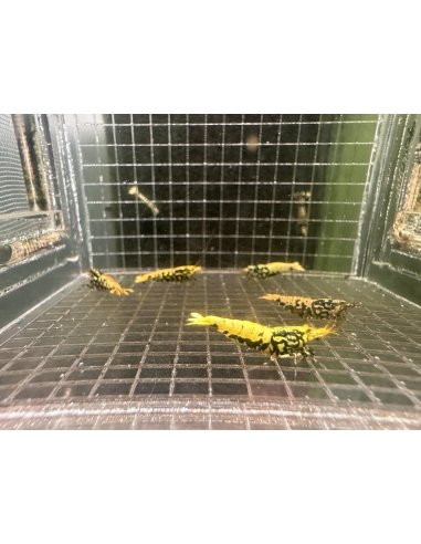 Breeding Group of Black Galaxy Boa (Group of 5 shrimp)