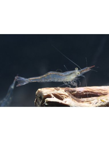 Pinocchio Shrimp Non Crossbreeding Shrimp