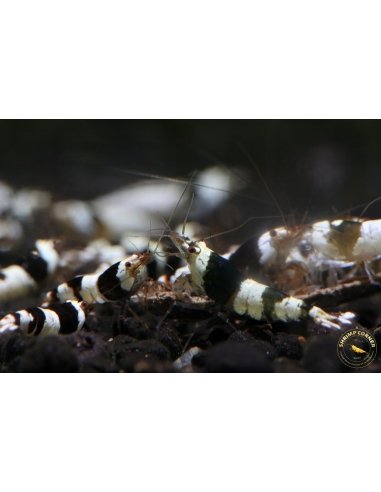 Pure Black Line Shrimp - SSS Grade