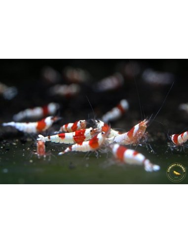 Crystal Red Shrimp High Grade