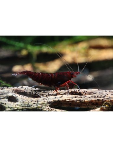 Bloody Mary Shrimp