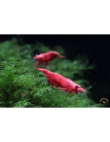 Painted Fire Red Shrimp