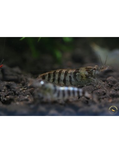 Zebra Babaulti Shrimp