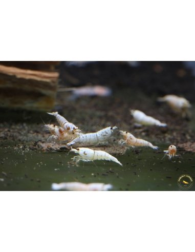 Crystal White Shrimp