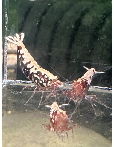 Group of 10 Red Galaxy Fishbone from Boa Project  (Group of 10 shrimp)