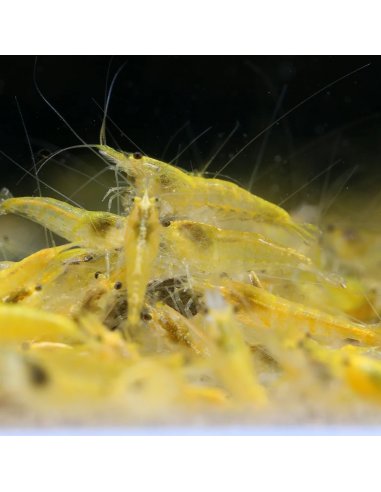 Dazzling Bright Yellow Shrimp