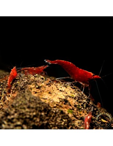 10 x Red Cherry Shrimp