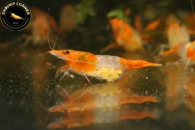 Tangerine Dream Rilli Shrimp - High Grade