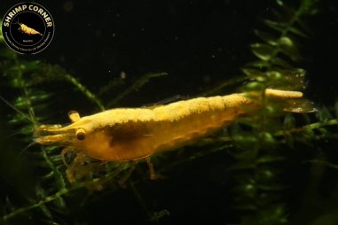 Yellow Golden Back Shrimp