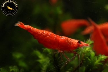 Poppy Red Cherry Shrimp