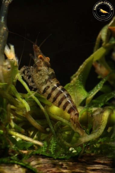 Zebra Babaulti Shrimp