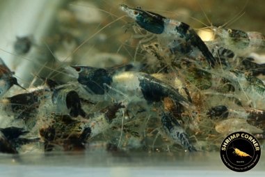 Electric Blue Black Rilli Shrimp