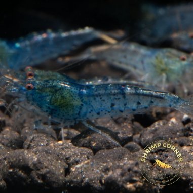 Blue Aura Aqua Shrimp Non Cross breeding Shrimp