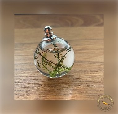 Mini Moss Ball Hanging ornament / Keyring