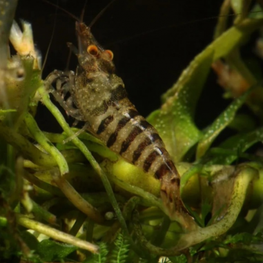 Zebra Babaulti Shrimp