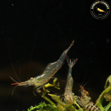 Pinocchio Shrimp Non Crossbreeding Shrimp