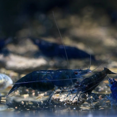 Exquisite Emerald Blue Shrimp High Grade