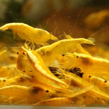 Yellow Golden Back Shrimp