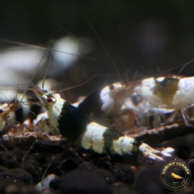 Crystal Black Shrimp High Grade