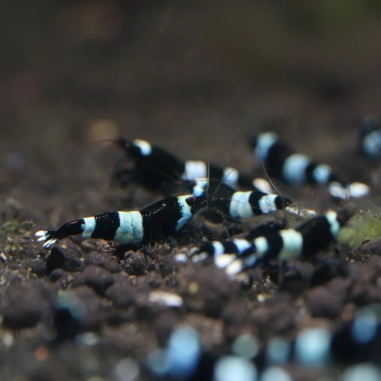 Blue Shadow Panda - Taiwan Bee Shrimp