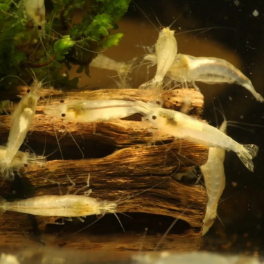 Snowball Shrimp Neocaridina