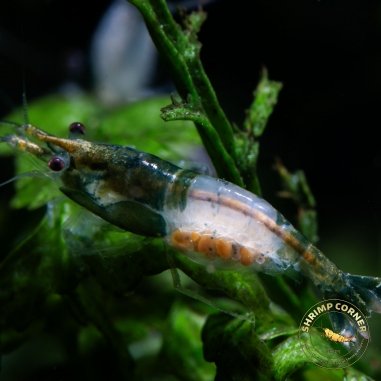 British Racing Green Rili Shrimp - RARE