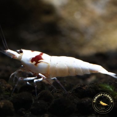 Pure Red Line Shrimp - SSSS Grade