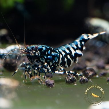 Black Python /Snowflake - Shrimp Corner Line