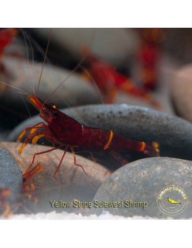 Yellow Cheek - Sulawesi Shrimp