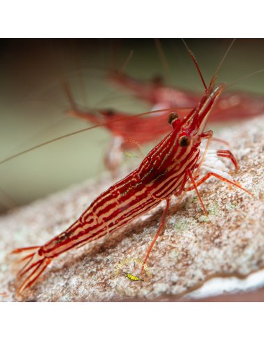 Red Line - Sulawesi Shrimp