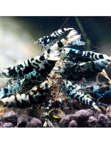 Black Galaxy Tiger Shrimp - SC Line - HIGH GRADE