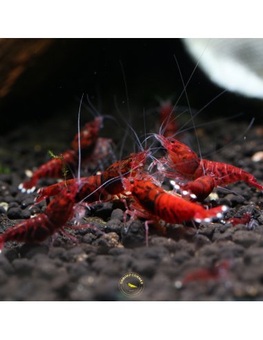 Full Red Extreme - Taiwan Bee Shrimp