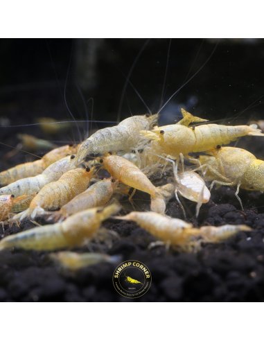 Crystal Yellow Bolt Shrimp