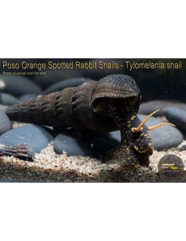 Yellow/ Orange Spotted - Poso Rabbit Snail