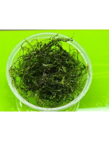 Cameroon Moss * RARE * - 10gram portion